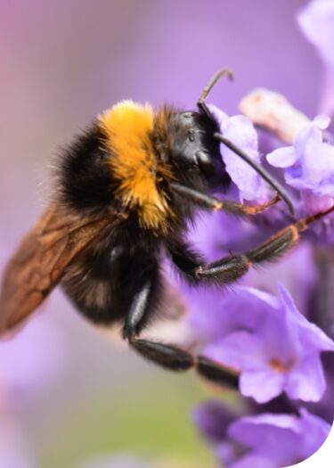 bumblebee-collects-nectar-from-lavender-macro-sho-2022-11-07-07-40-38-utc