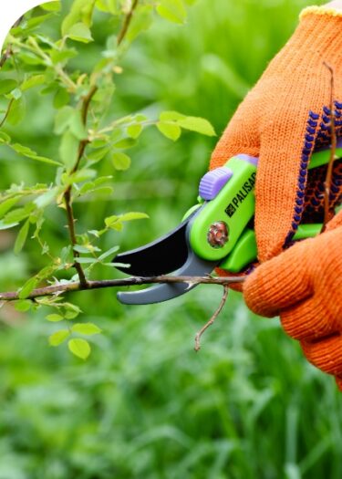 spring-pruning-roses-in-the-garden-gardener-s-han-2022-02-02-03-49-59-utc