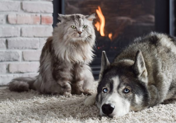 cat-and-dog-together-on-carpet-in-front-of-firepla-2022-11-14-06-05-36-utc