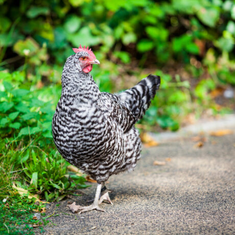 grey hen. chicken