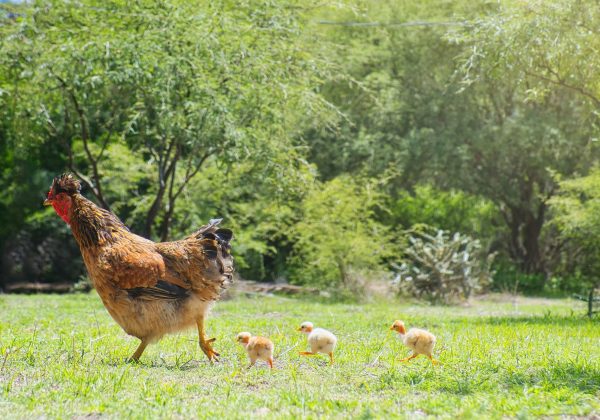 Hen with chicks on rural farm