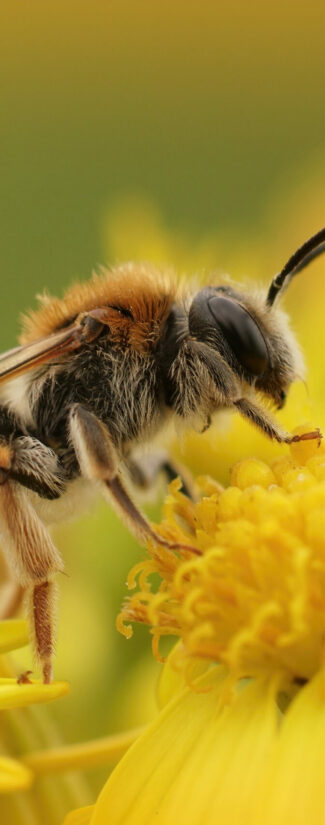 A macro shot of a mining bee on a yellow ragwort flower