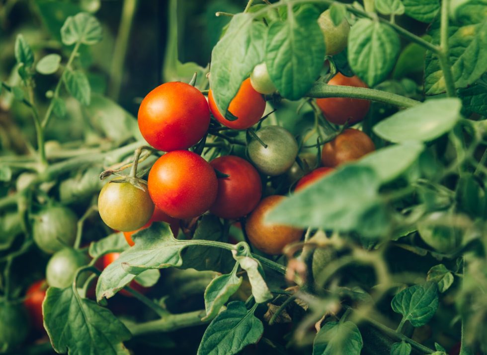 Close up of homegrown organic cherry tomatoes growing in a vegetable greenhouse garden