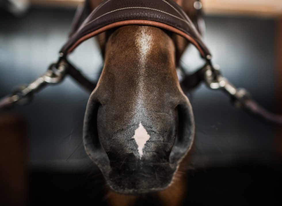 Dark Brown Horse Nose and Bridle Closeup. Equestrian Facility. Horse Riding Equipment.