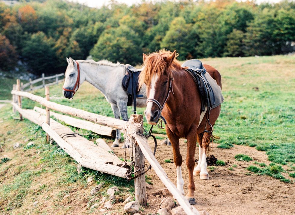 horses-on-the-farm-stand-at-the-hitching-post-2022-09-01-17-02-19-utc