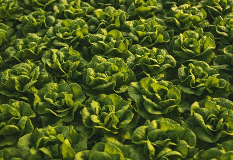 Full frame background of bunch of ripe lettuce with wet leaves growing in rows in agricultural field