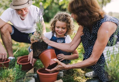 Senior grandparents and granddaughter gardening in the backyard garden. Man, woman and a small girl working.