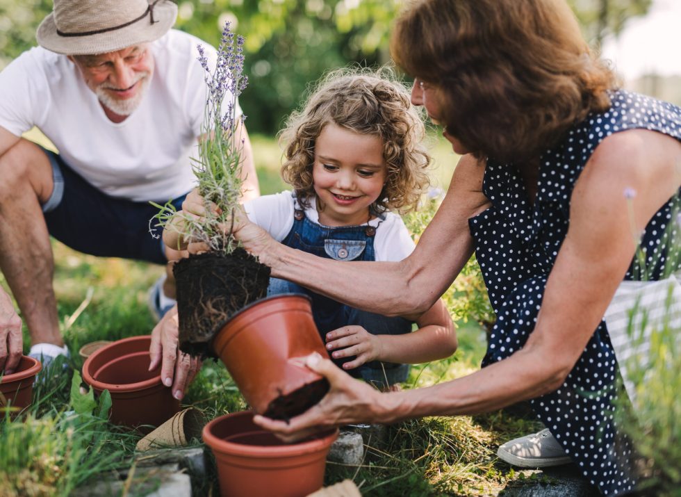 Senior grandparents and granddaughter gardening in the backyard garden. Man, woman and a small girl working.