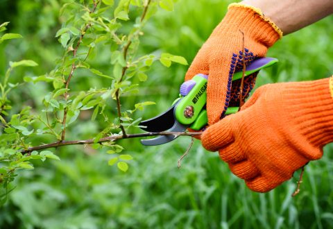 Spring pruning roses in the garden, gardener's hands with secateur