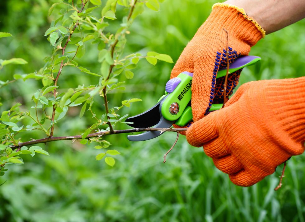 Spring pruning roses in the garden, gardener's hands with secateur